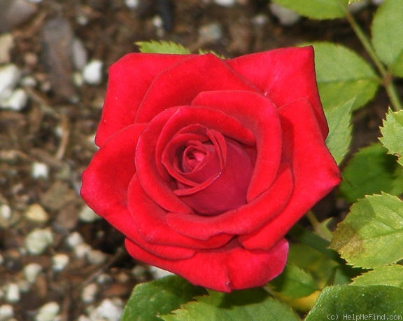 'Caliente ™ (miniature, Benardella, 2004)' rose photo