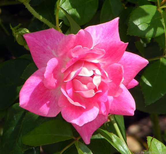 'Brilliant Pink Iceberg' rose photo