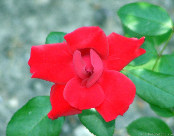 'Black Cherry ™' rose photo