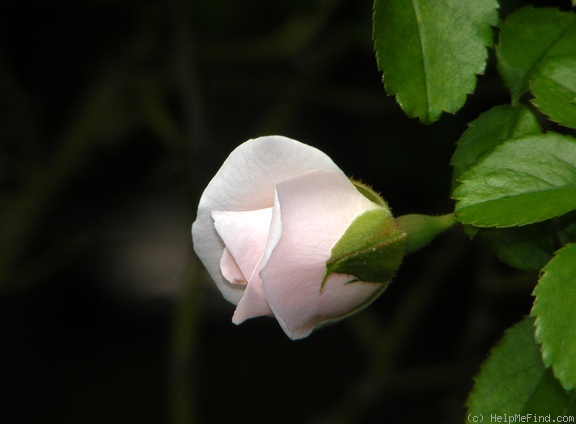 'Baby Blanket ®' rose photo