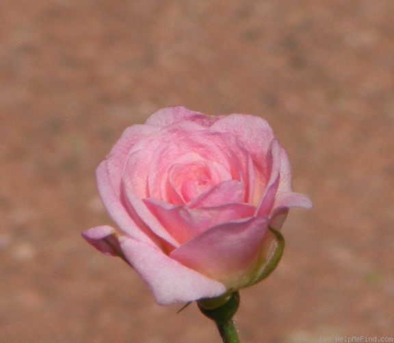 'Baby Betsy McCall' rose, click to enlarge 'Baby Betsy McCall' rose photo