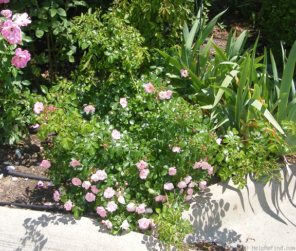 'Appleblossom Flower Carpet' rose photo