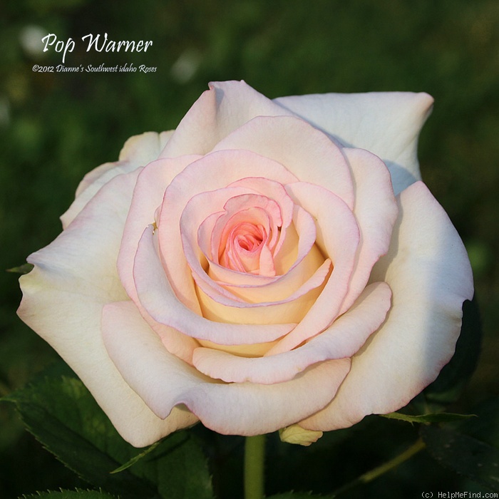 'Pop Warner' rose photo