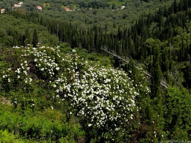 'R. sempervirens' rose photo