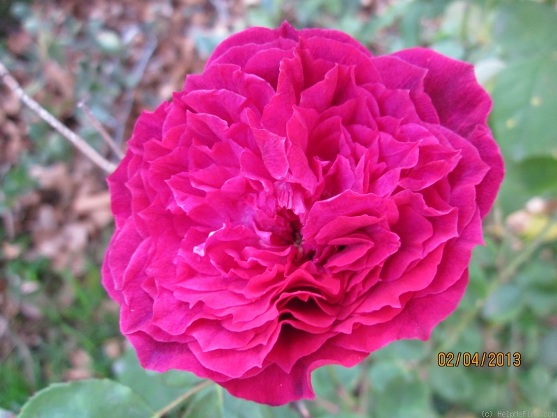 'Abbé Bramérel (Hybrid Perpetual, Guillot, 1871)' rose photo