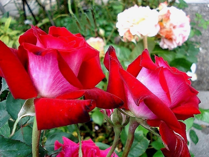 'Georges Duboeuf' rose photo