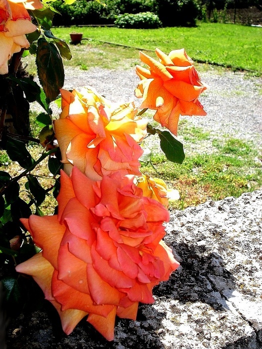 'Grimpant Bettina ®' rose photo