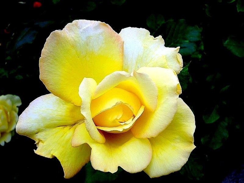 'Lord Mountbatten' rose photo