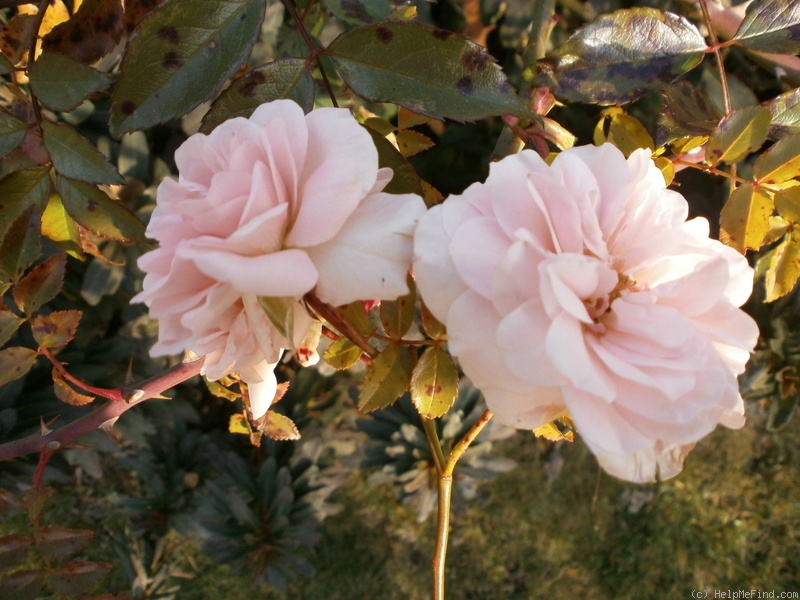 'Schneesturm (shrub, Tantau, 1990)' rose photo