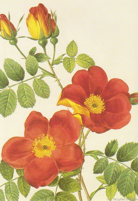 '<i>Rosa eglanteria</i> var. <i>punicea</i> Lavallée' rose photo