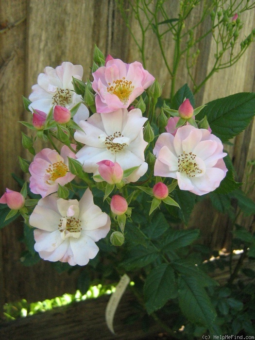 'Apple Blossom (rambler, Dawson, circa 1895)' rose photo