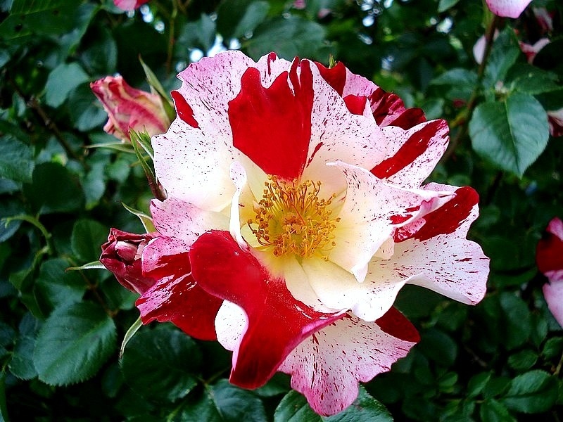 'Hanabi' rose photo