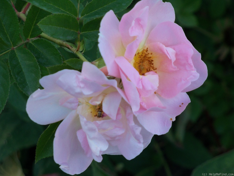 'Morning Magic ™' rose photo