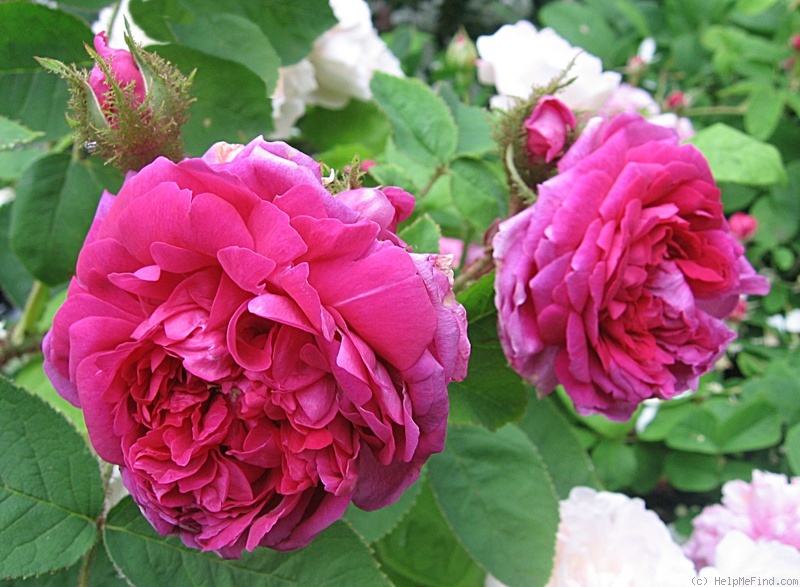'Eugénie Guinoisseau (moss, Guinoisseau, 1864)' rose photo