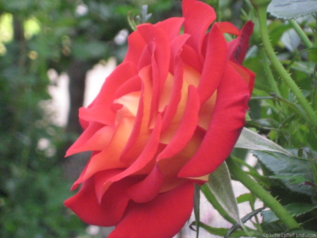 'Ketchup & Mustard ®' rose, click to enlarge 'Ketchup & Mustard ®' rose photo