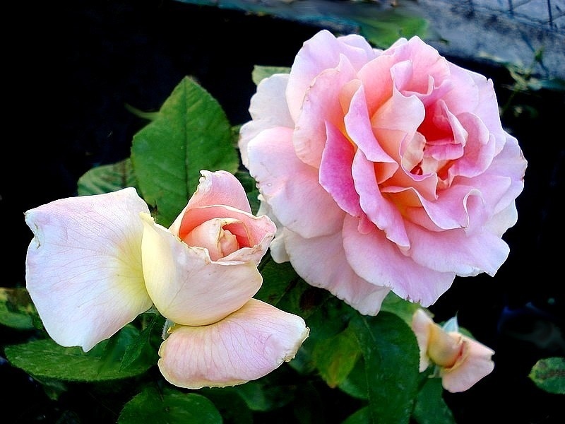 'Evelyne Dheliat ®' rose photo