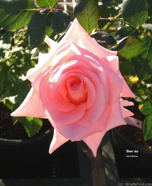 'Sheer Joy' rose photo