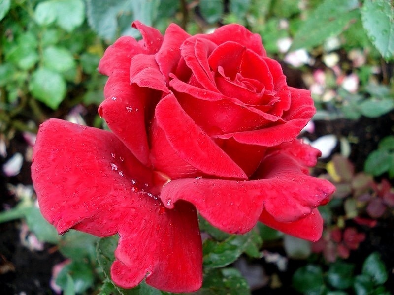 'Hacienda ®' rose photo