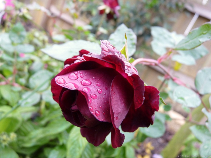 'Louis XIV (china, Guillot, 1859)' rose, click to enlarge 'Louis XIV (china, Guillot, 1859)' rose photo