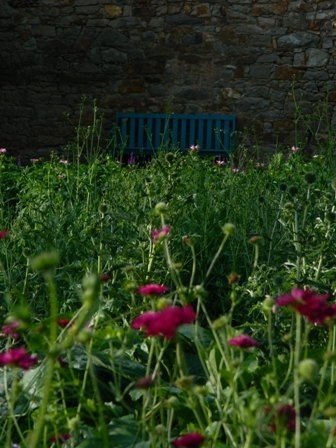 'Flower Jungle' , click to enlarge 'Flower Jungle'  photo