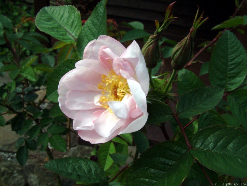 'Valmai' rose photo