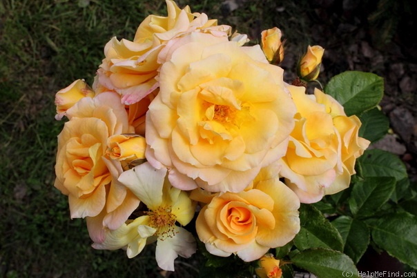 'Johan Barthold Jongkind' rose photo