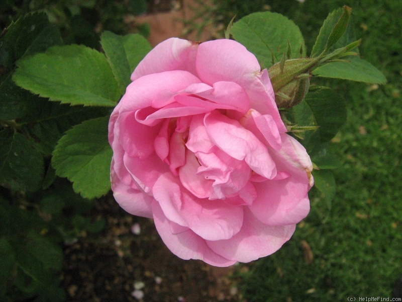 'Autumn Damask' rose photo