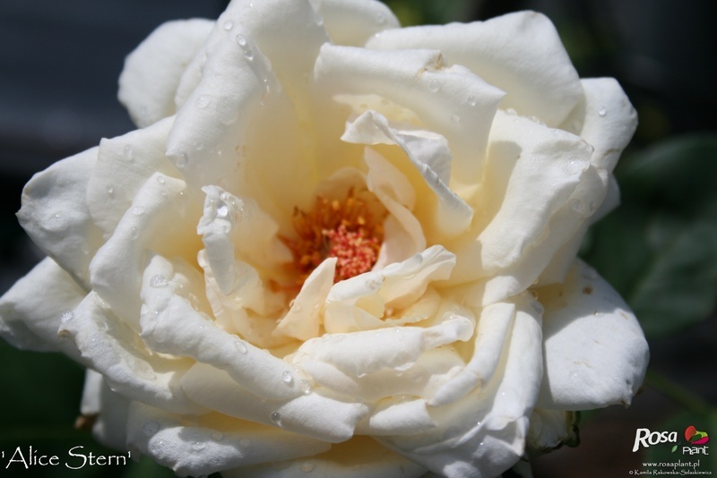 'Alice Stern' rose photo