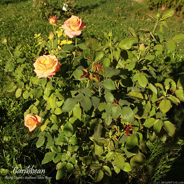 'Caribbean ™' rose photo