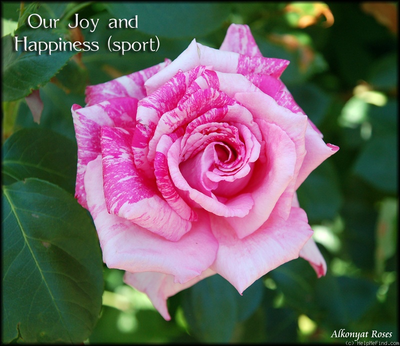 'Our Joy and Happiness' rose photo