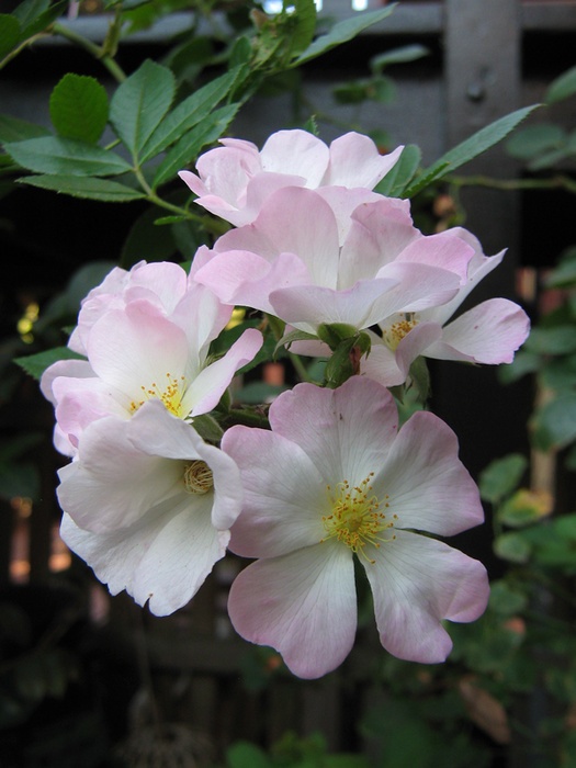 'Carabella' rose, click to enlarge 'Carabella' rose photo