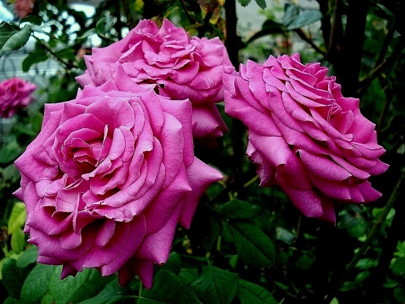 'Chartreuse de Parme' rose photo