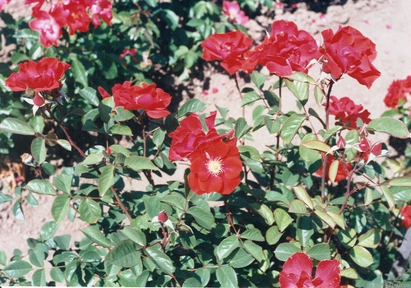 'Vörössipkások emléke' rose photo