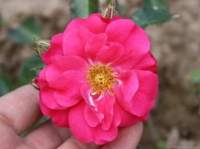 'Alexander von Humboldt (hybrid Kordesii, Kordes 1960)' rose photo