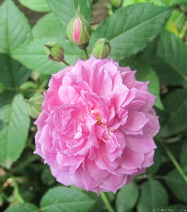 'Pride of Washington' rose photo