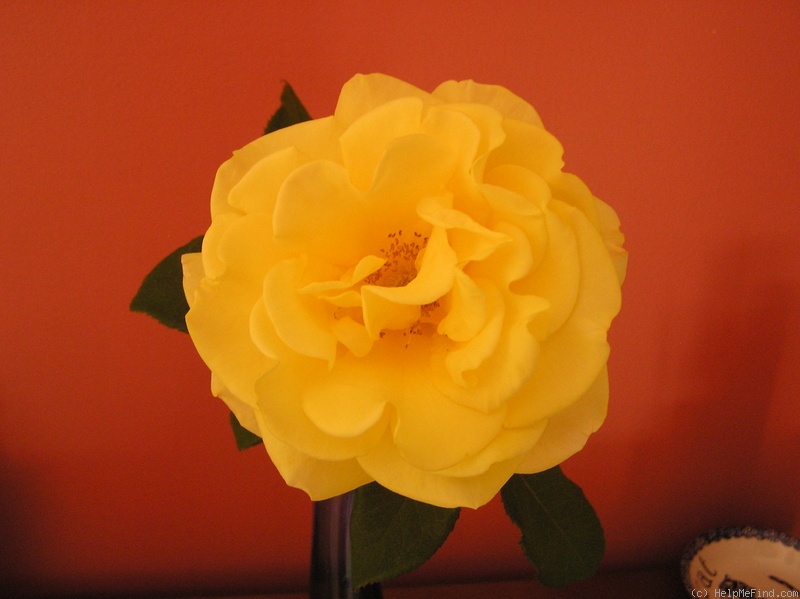 'Kaiteri Gold' rose photo