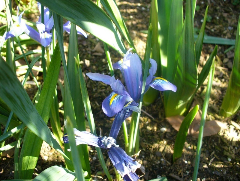 'Ma'ayan's Eden'  photo