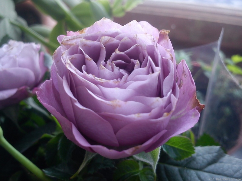 'Lamy Parade' rose photo