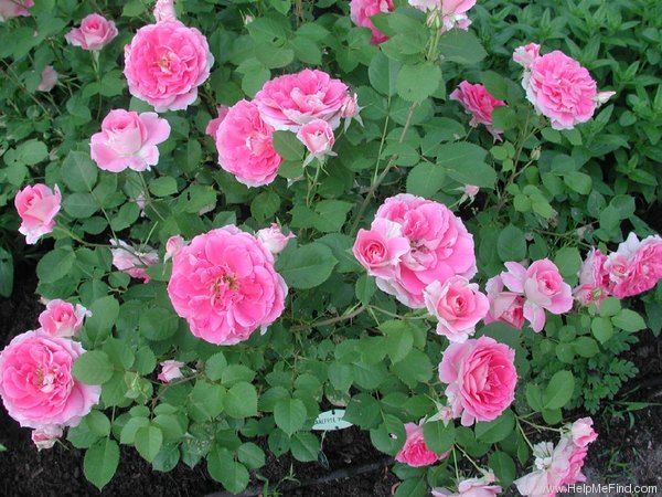 'Carefree Wonder' rose photo