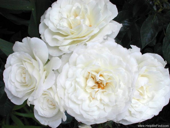 'Fabulous! ™ (floribunda, Zary, 1998)' rose photo