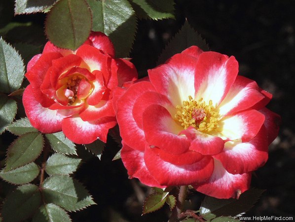 'Debut ™ (miniature, Meilland before 1987)' rose photo