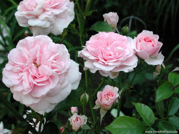 'Octavia Hill (Floribunda, Harkness, 1995)' rose photo