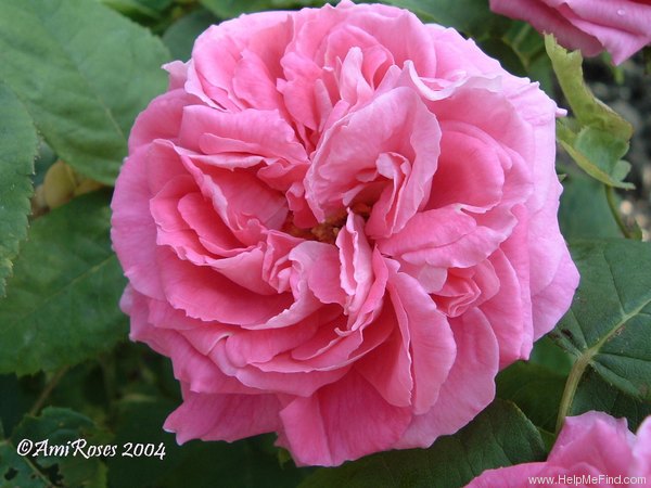 'Antoine Mouton' rose photo