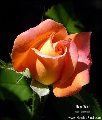 'New Year ®' rose photo