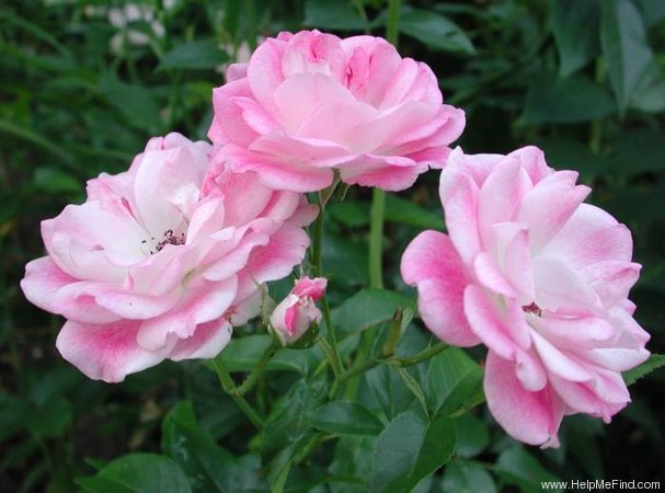 'Brilliant Pink Iceberg' rose photo
