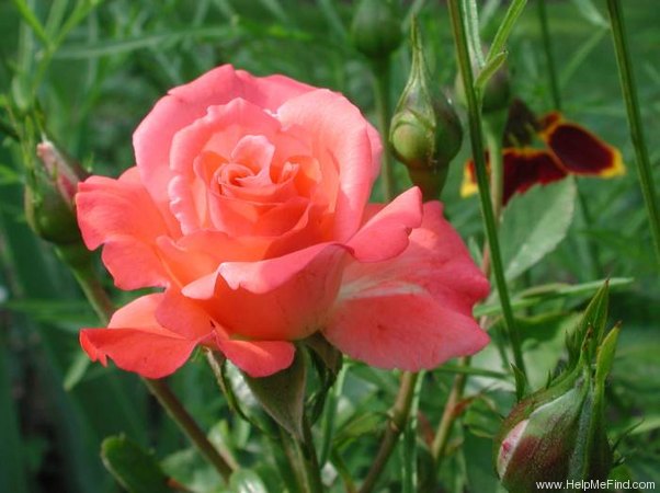 'Dicky ®' rose photo