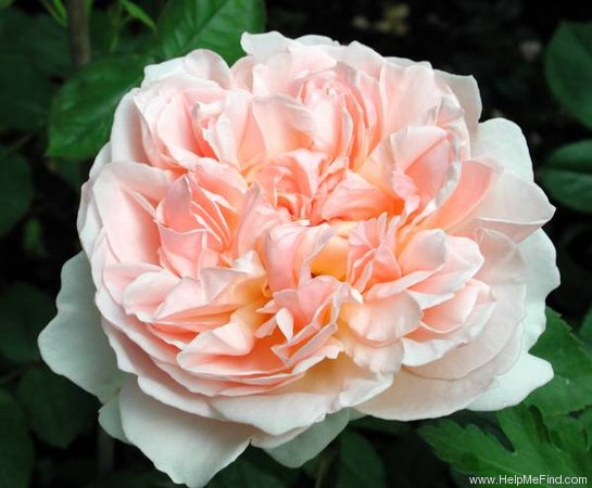 'Evelyn ™ (shrub, Austin 1991)' rose photo