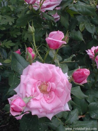 'Gene Boerner' rose photo