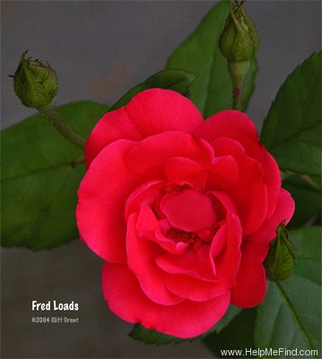 'Fred Loads (Floribunda, Holmes, 1968)' rose photo