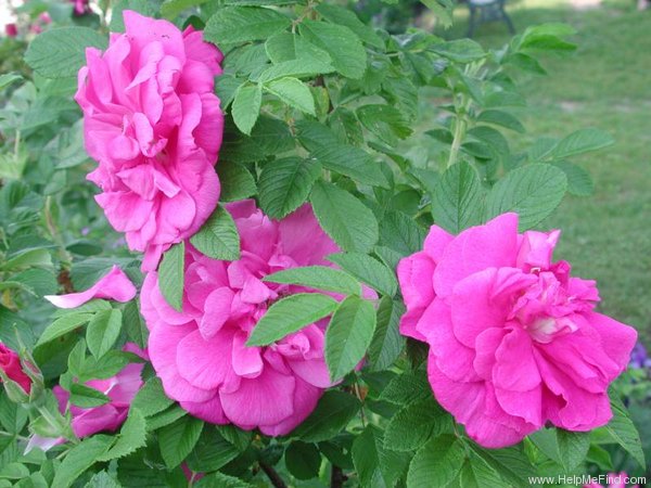 'Roseraie de l'Haÿ' rose photo